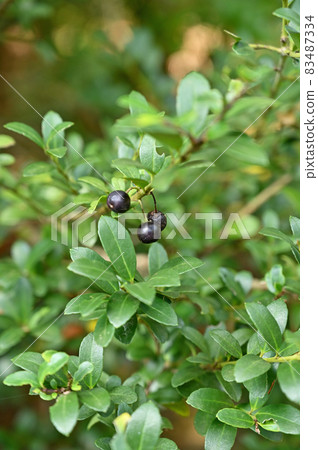 Tree: Inuge cinnamon 83487334