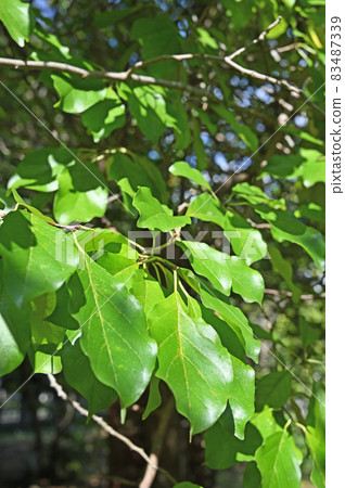 Tree: Hariguwa Mulberry Tree: Hariguwa Mulberry 83487339