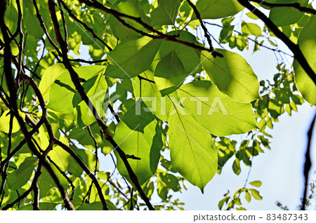 Tree: Hariguwa Mulberry 83487343