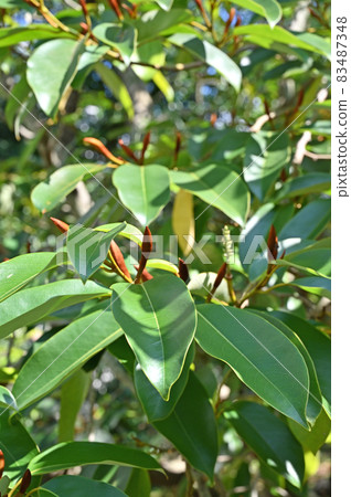 樹: Michelia Platipetara Magnolia family 樹: Michelia Platipetara Magnolia family 83487348