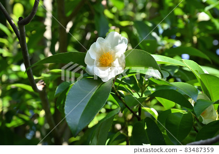 樹種:山茶科、山茶科 樹種:山茶科、山茶科 83487359