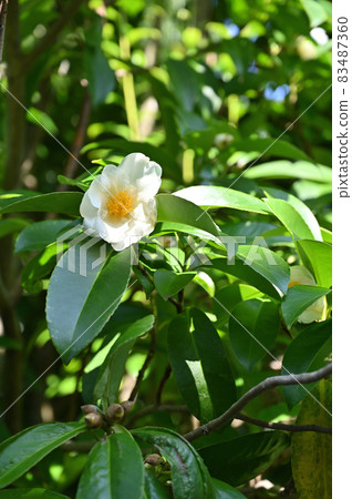 樹種:山茶科、山茶科 樹種:山茶科、山茶科 83487360