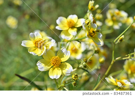植物: Bidence Laebis,菊科,多年生 植物: Bidence Laebis,菊科,多年生 83487361