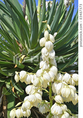 植物：西班牙匕首，蘆筍科 83487373