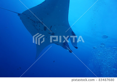 Looking up at Manta's elegant swim Looking up at Manta's elegant swim 83487680