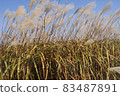 Autumn sky and pampas grass 83487891