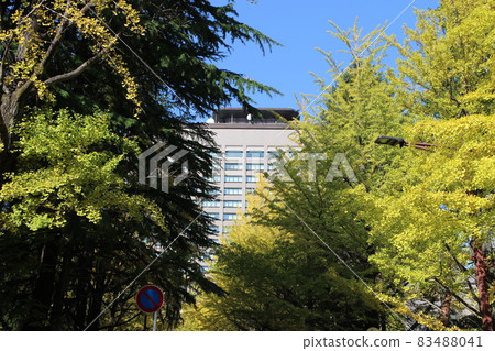 仙台市青葉區,縣廳周圍,紅葉 仙台市青葉區,縣廳周圍,紅葉 83488041