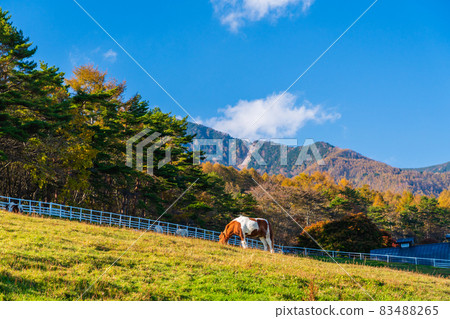 山梨縣立牧場公園高原牧場 山梨縣立牧場公園高原牧場 83488265