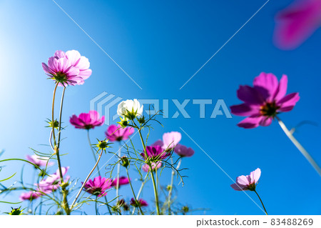 三重縣津市市志町常留之裡的波斯菊田 83488269