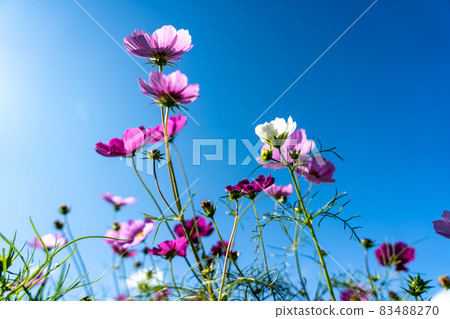 三重縣津市市志町常留之裡的波斯菊田 83488270