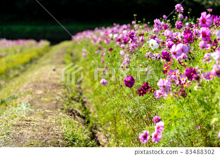 三重縣津市市志町常留之裡的波斯菊田 83488302