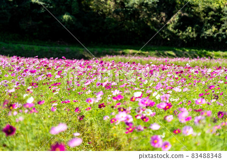 三重縣津市市志町常留之裡的波斯菊田 三重縣津市市志町常留之裡的波斯菊田 83488348