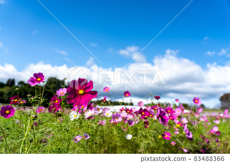 Cosmos field in Tokotome no Sato, Ichishi-cho, Tsu City, Mie Prefecture Cosmos field in Tokotome no Sato, Ichishi-cho, Tsu City, Mie Prefecture 83488366