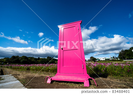 三重縣津市市志町常留之裡的波斯菊田 83488401