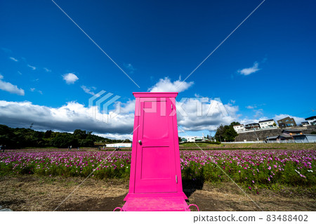 Cosmos field in Tokotome no Sato, Ichishi-cho, Tsu City, Mie Prefecture 83488402