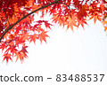 Red colored autumn maple leaves, autumn background 83488537