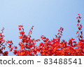 Red colored autumn maple leaves and blue sky, autumn background 83488541