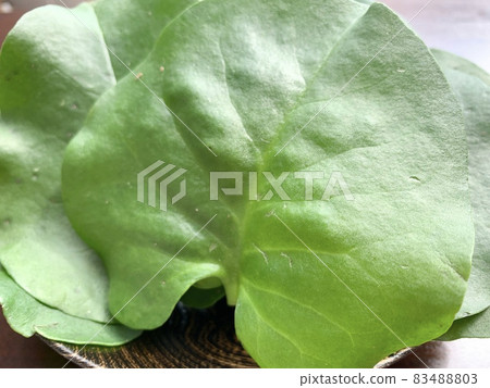 Okawa sea turtle photo material 83488803