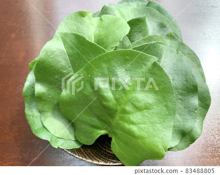 Okawa sea turtle photo material 83488805