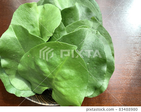 大川海龜照片素材 83488980