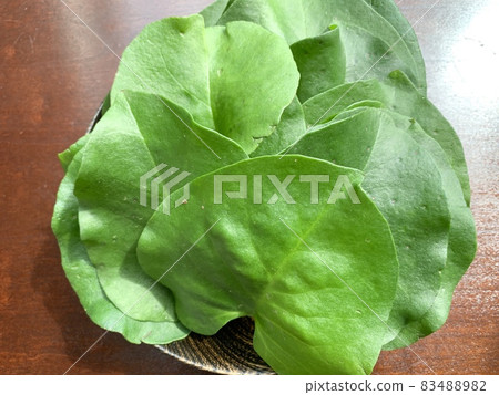 Okawa sea turtle photo material 83488982