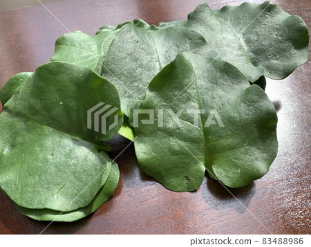 Okawa sea turtle (plural) photo material 83488986