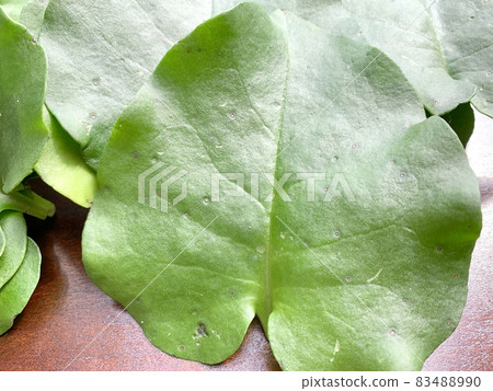 Okawa sea turtle photo material 83488990