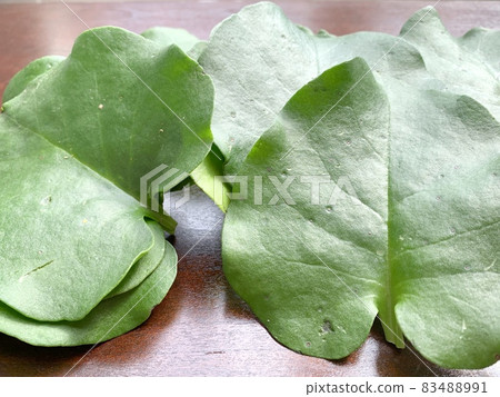 Okawa sea turtle photo material 83488991