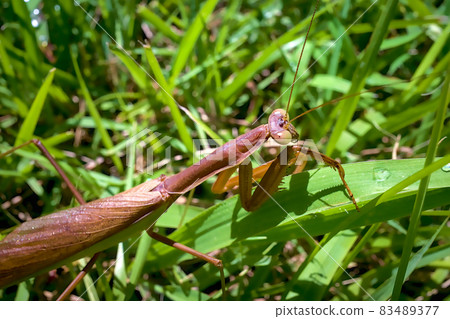 Mantis Mantis 83489377