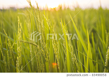 Close Up Of Fresh Green Rice Field fram agriculture Nature 83490058