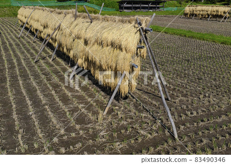 Landscape with rice rack 83490346
