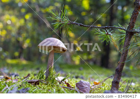 boletus edulis mushroom grow in wood 83490417