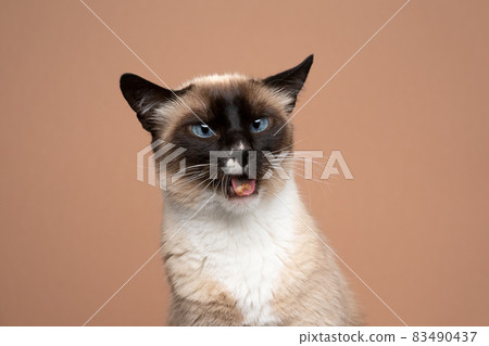 siamese cat dislikes cat food making funny face looking disgusted 83490437