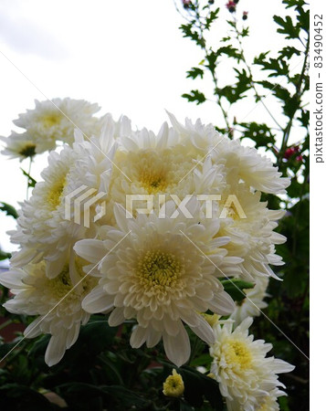 菊花白 菊花白 83490452