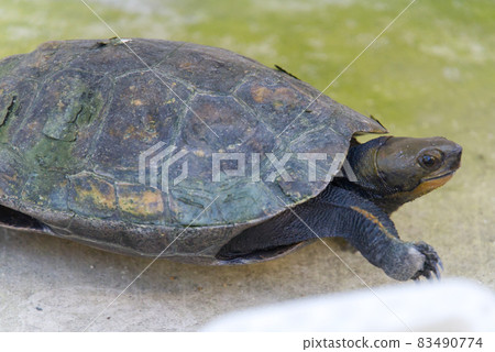 Turtle looking up while walking Turtle looking up while walking 83490774