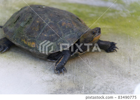 Turtle looking up 83490775