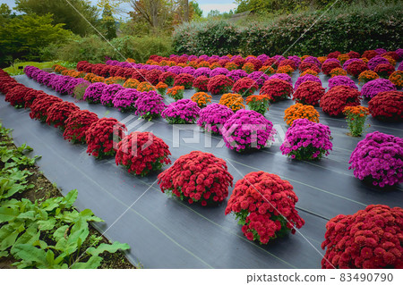 Autumn mum field Autumn mum field 83490790