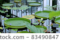 Floating lotus pond 83490847