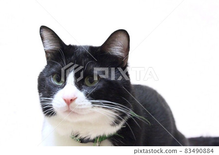 Beetle cat Beetle cat 83490884