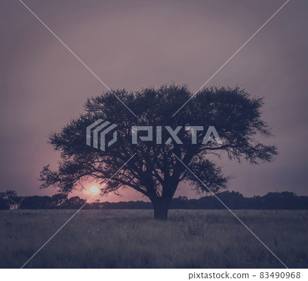 Wheat in vintage color,Pampas,Argentina Wheat in vintage color,Pampas,Argentina 83490968