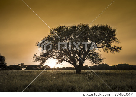 Wheat in vintage color,Pampas,Argentina 83491047