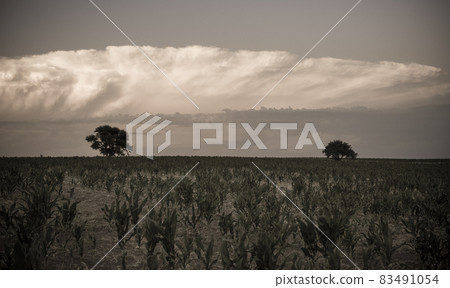 Wheat in vintage color,Pampas,Argentina Wheat in vintage color,Pampas,Argentina 83491054