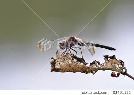 Close-up of dragonfly 83491135