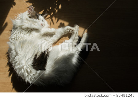 White fluffy adult non-pedigree cat lies on the table, bright sunlight. White fluffy adult non-pedigree cat lies on the table, bright sunlight. 83491245