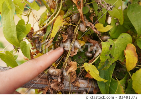 Wild propagule 83491372