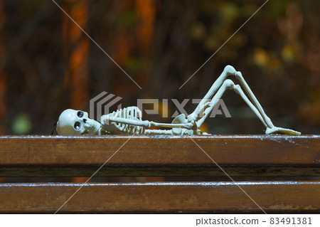 Photograph of a skeleton lies on a wooden bench at night. Tired abstract skeleton toy. Natural dark background. Halloween concept. Close up photography Photograph of a skeleton lies on a wooden bench at night. Tired abstract skeleton toy. Natural dark background. Halloween concept. Close up photography 83491381