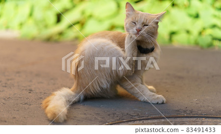 cat, animal, portrait 83491433