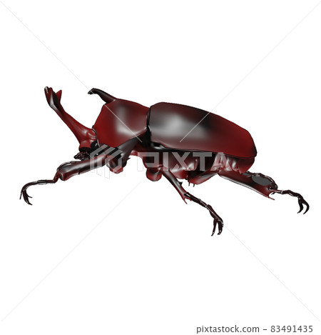 Beetle 83491435