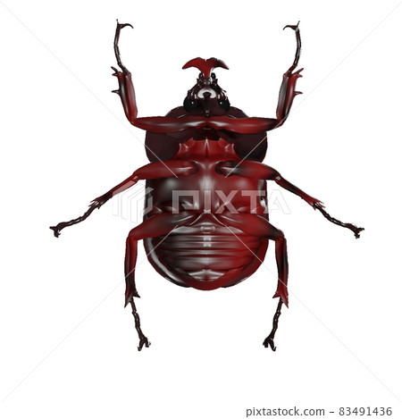 Beetle 83491436