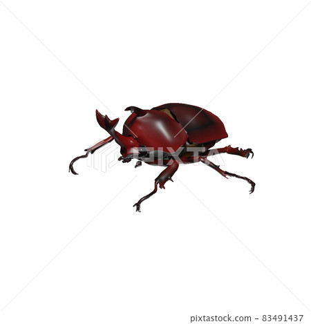 Beetle 83491437